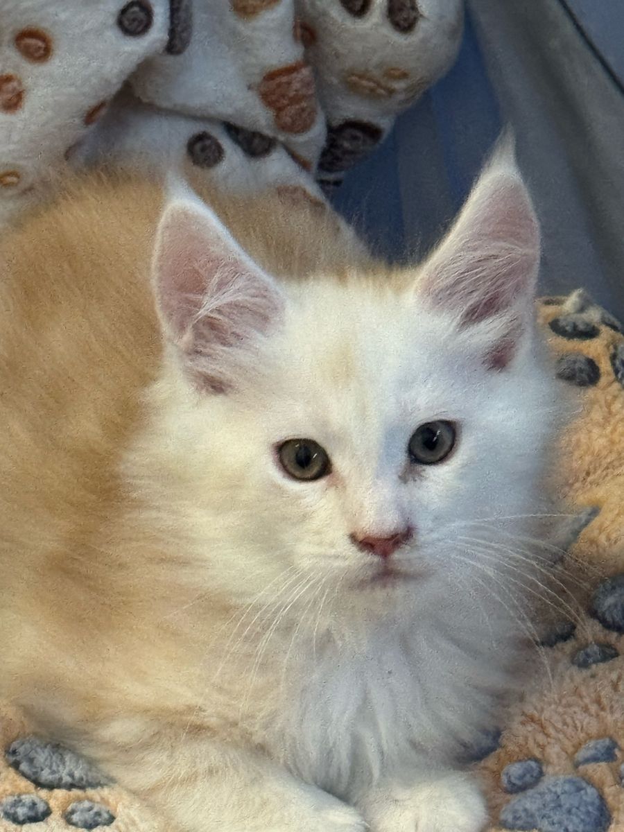 Maine Coon Kittens