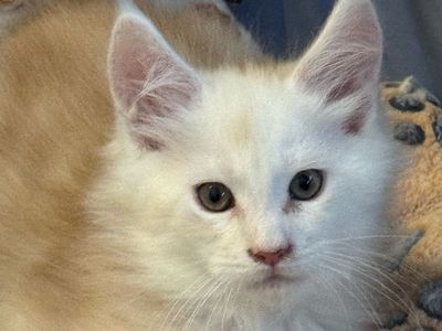 Maine Coon Kittens