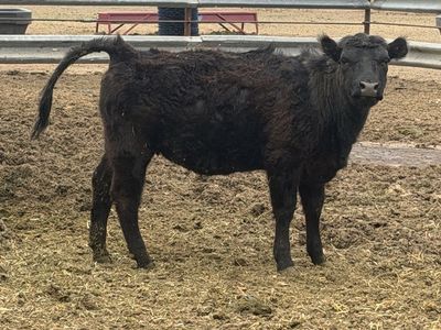 Angus/Decter Heifer