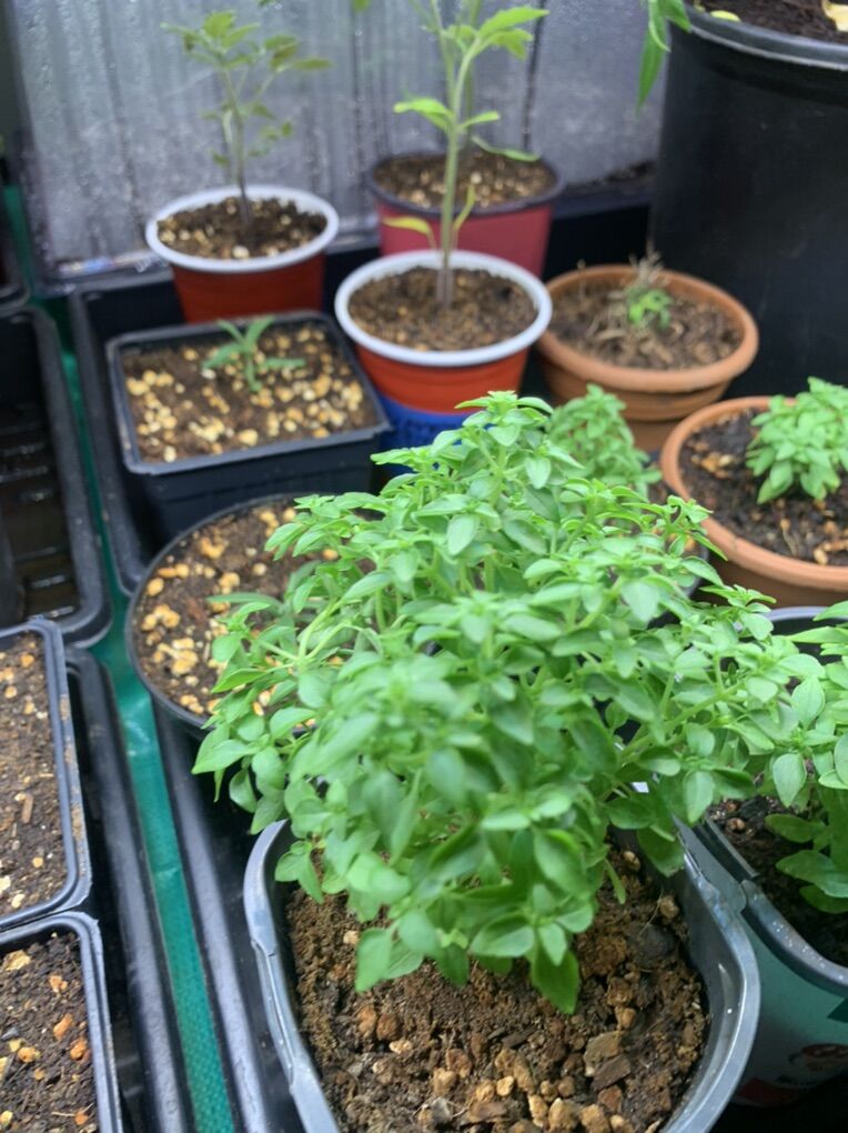 Drawf Greek Basil For Sale