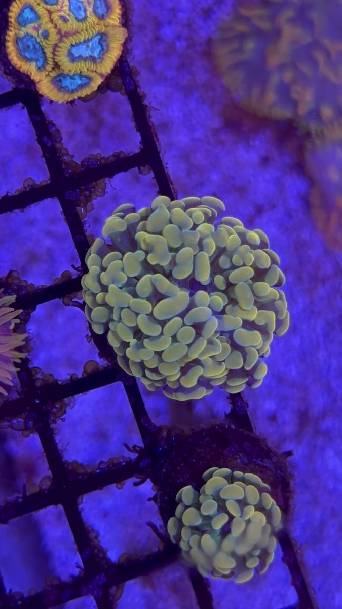 Coral frags