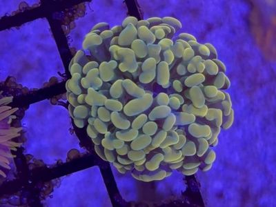 Coral frags