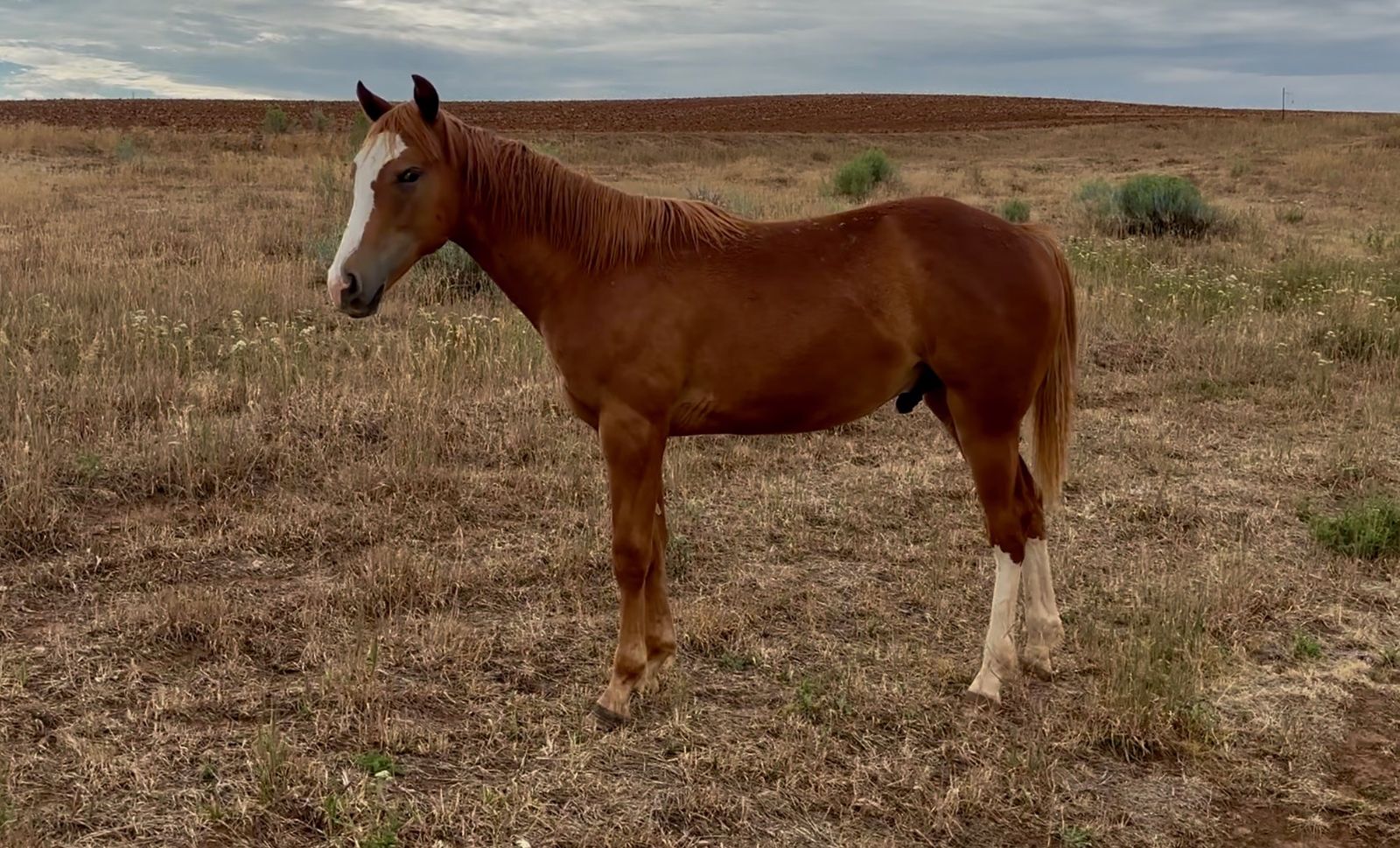 AQHA Yearling Colt for sale
