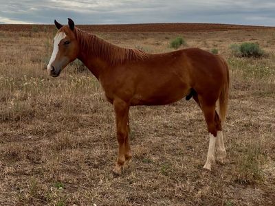AQHA Yearling Colt for sale