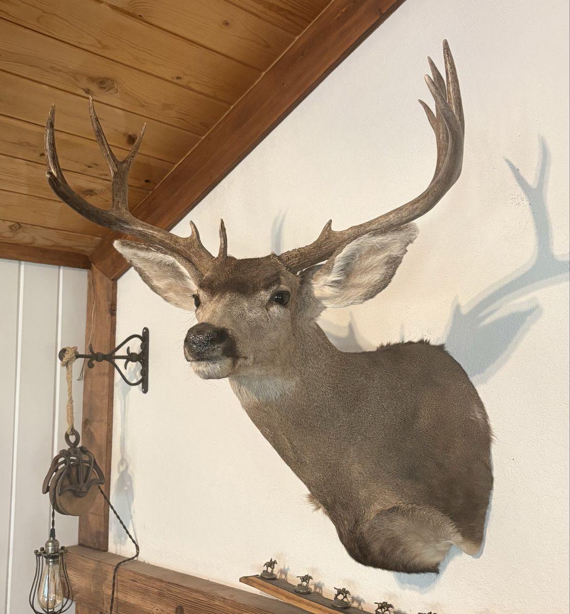 Mule Deer Mount