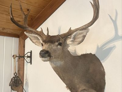 Mule Deer Mount