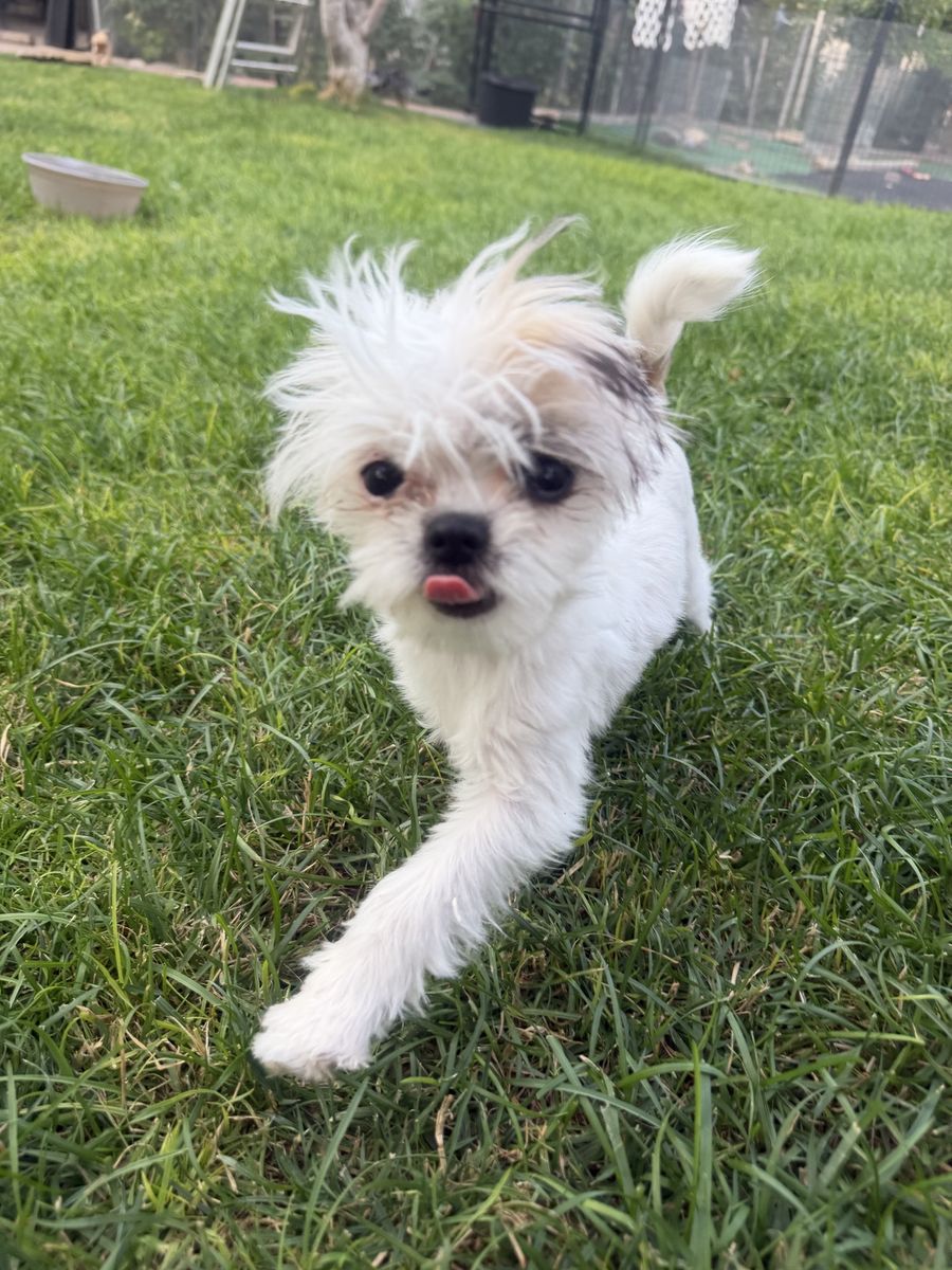 Mail Chihuahua Yorkie he is31/2lbs 450$