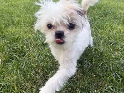 Mail Chihuahua Yorkie he is31/2lbs 450$