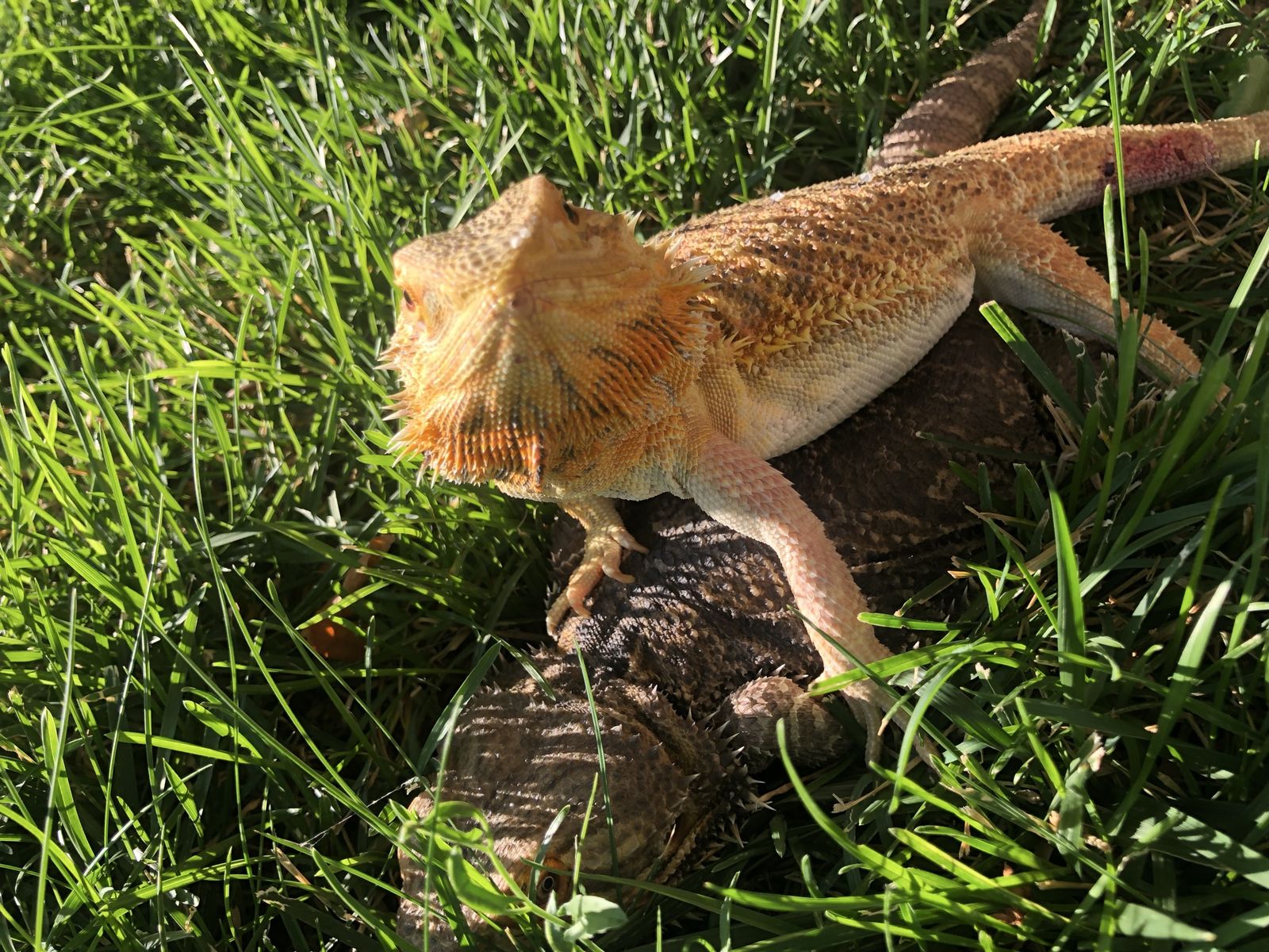Female bearded dragon