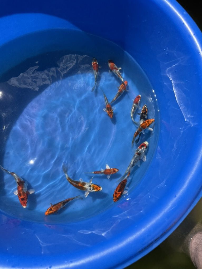 Kin Showa Koi 4-5 Inch