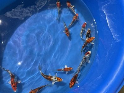 Kin Showa Koi 4-5 Inch