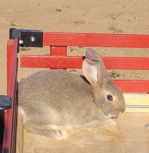Purebred New Zealands for Breeders or pets