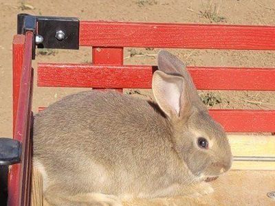 Purebred New Zealands for Breeders or pets