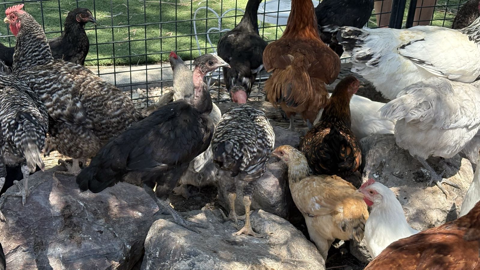 Turken pullets