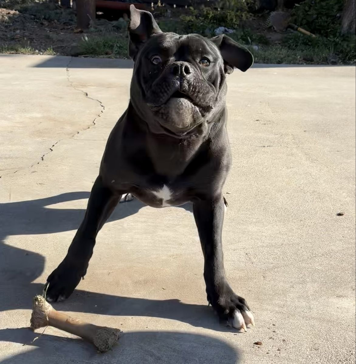 English Bull Dog 9m old (not fixed)