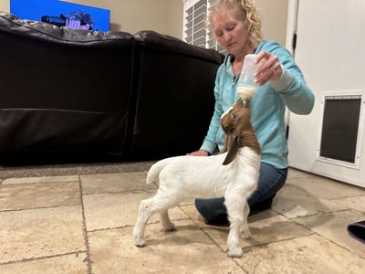 Bottle Baby Kid Dapple Boer Goat