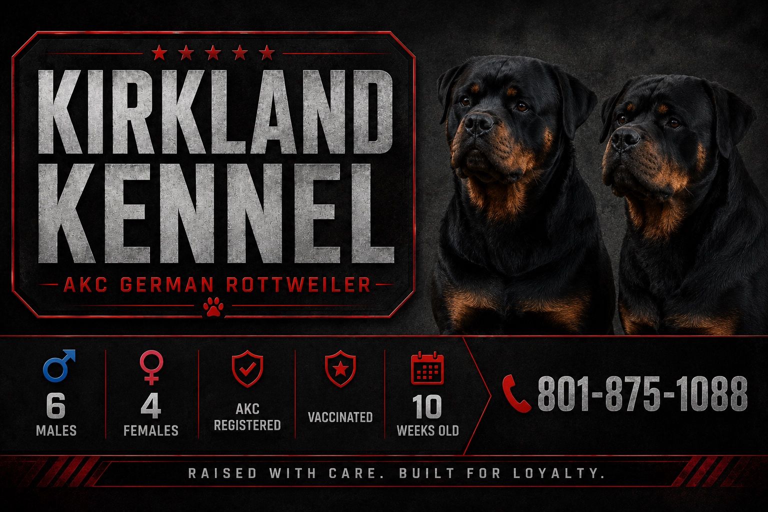 Rottweiler Puppy