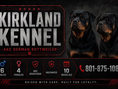 Rottweiler Puppy