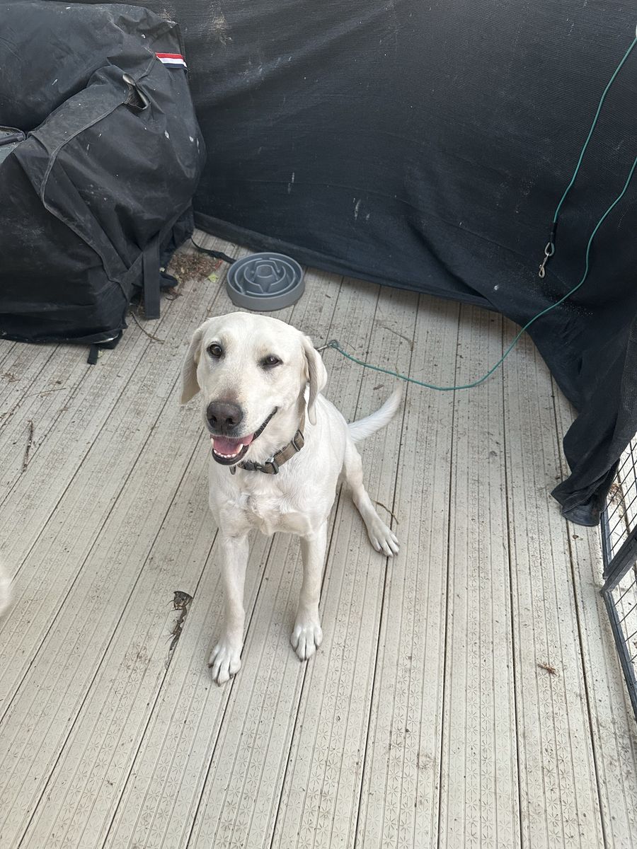 Urgent: Aspen needs a home