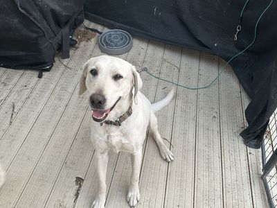 Urgent: Aspen needs a home