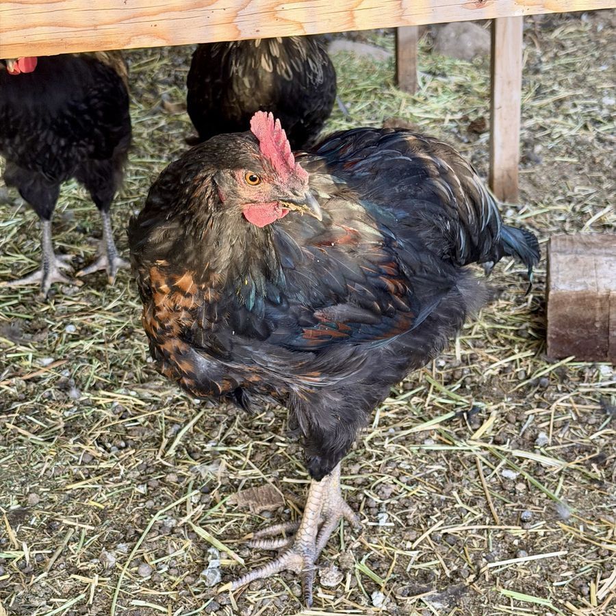 Barnyard Mix Cockerels
