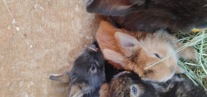 baby bunnies make reservations obo