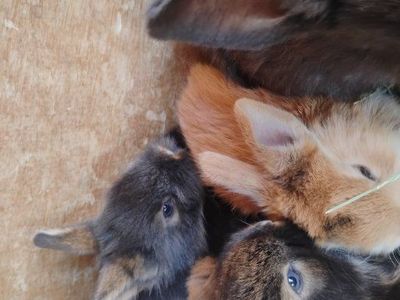 baby bunnies make reservations obo