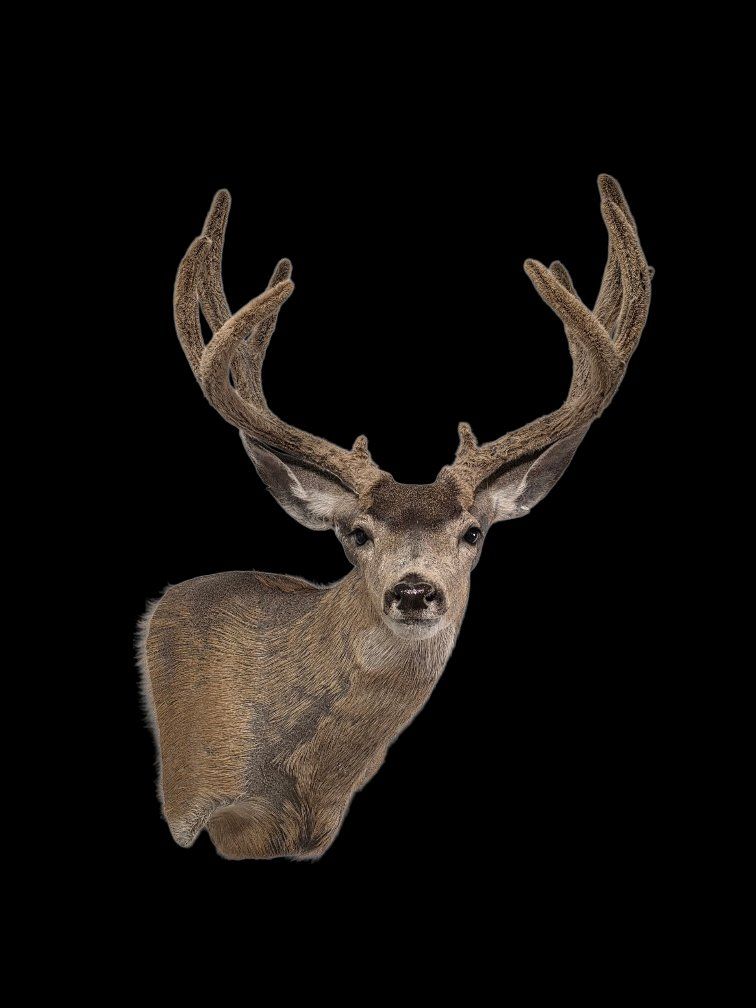 Taxidermy Mule Deer Elk