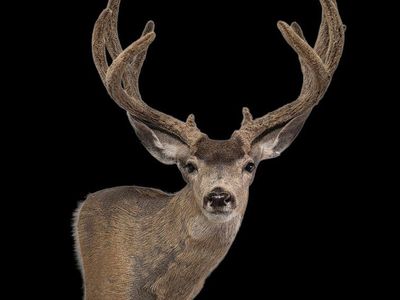 Taxidermy Mule Deer Elk