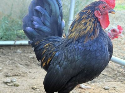 Serama roosters