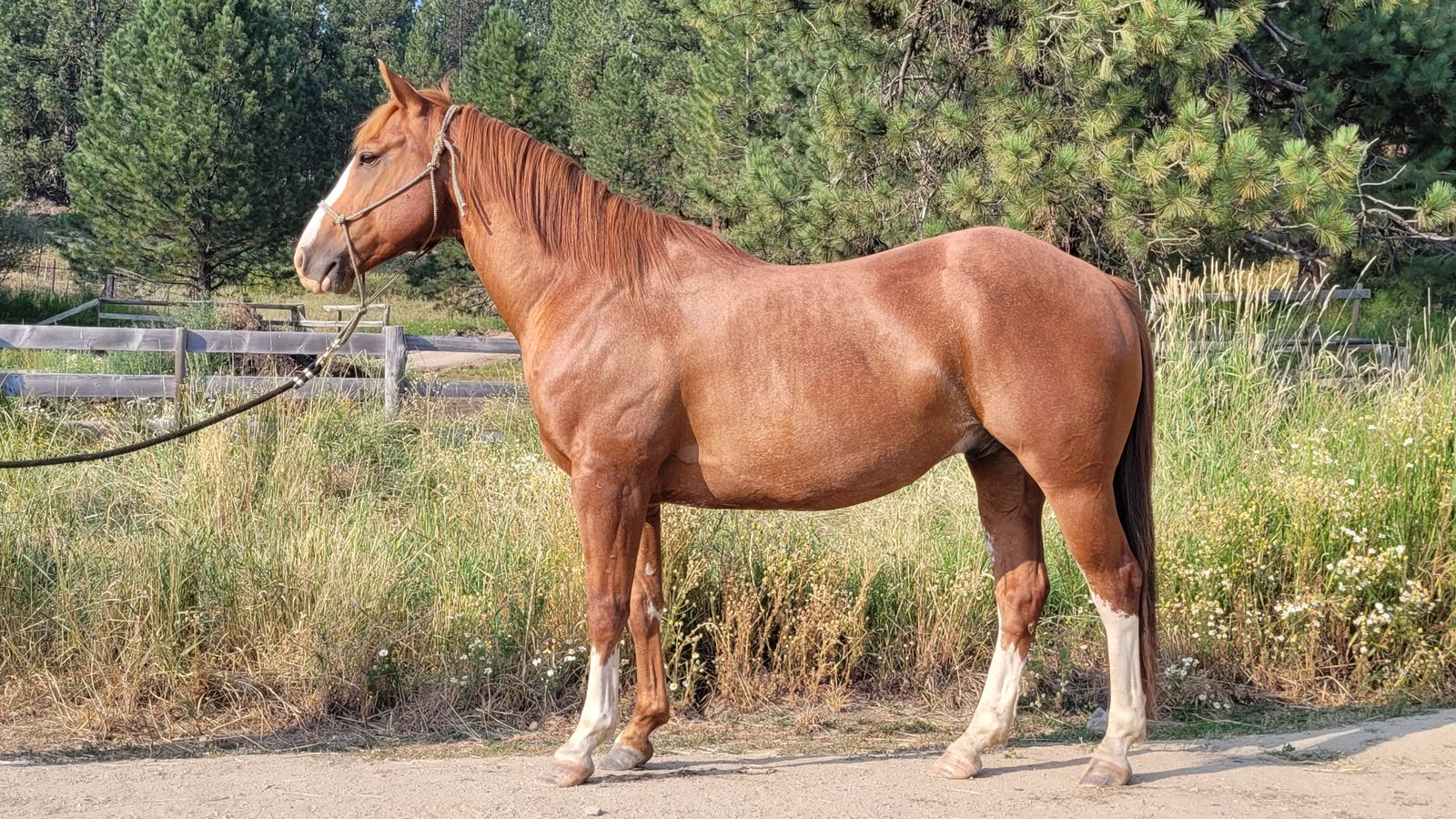 7 year old registered AQHA gelding
