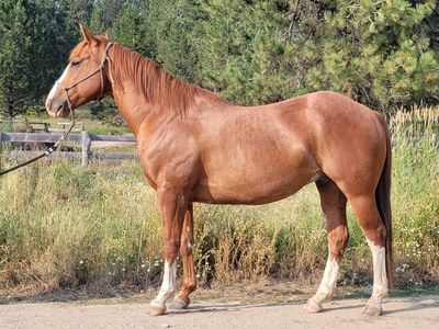 7 year old registered AQHA gelding