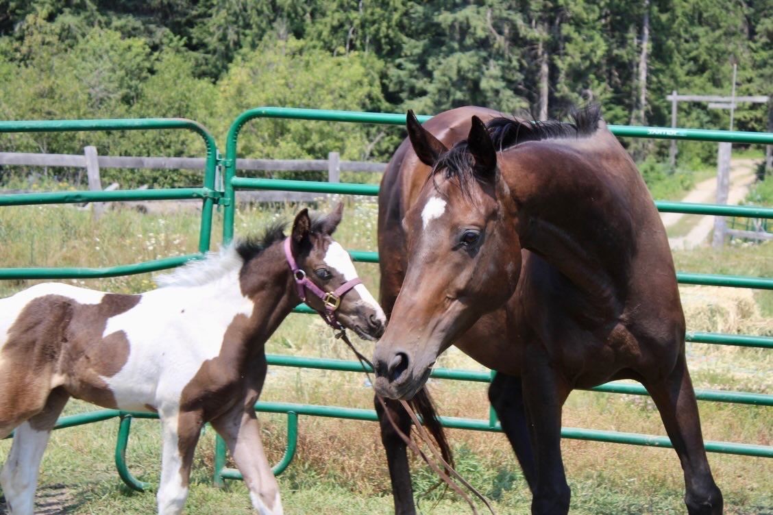 TB mare with Gypsy filly on side and possible 3rd on board!