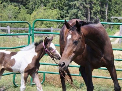 TB mare with Gypsy filly on side and possible 3rd on board!