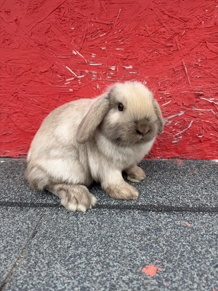 Purebred Holland Lop Buck