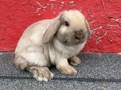 Purebred Holland Lop Buck