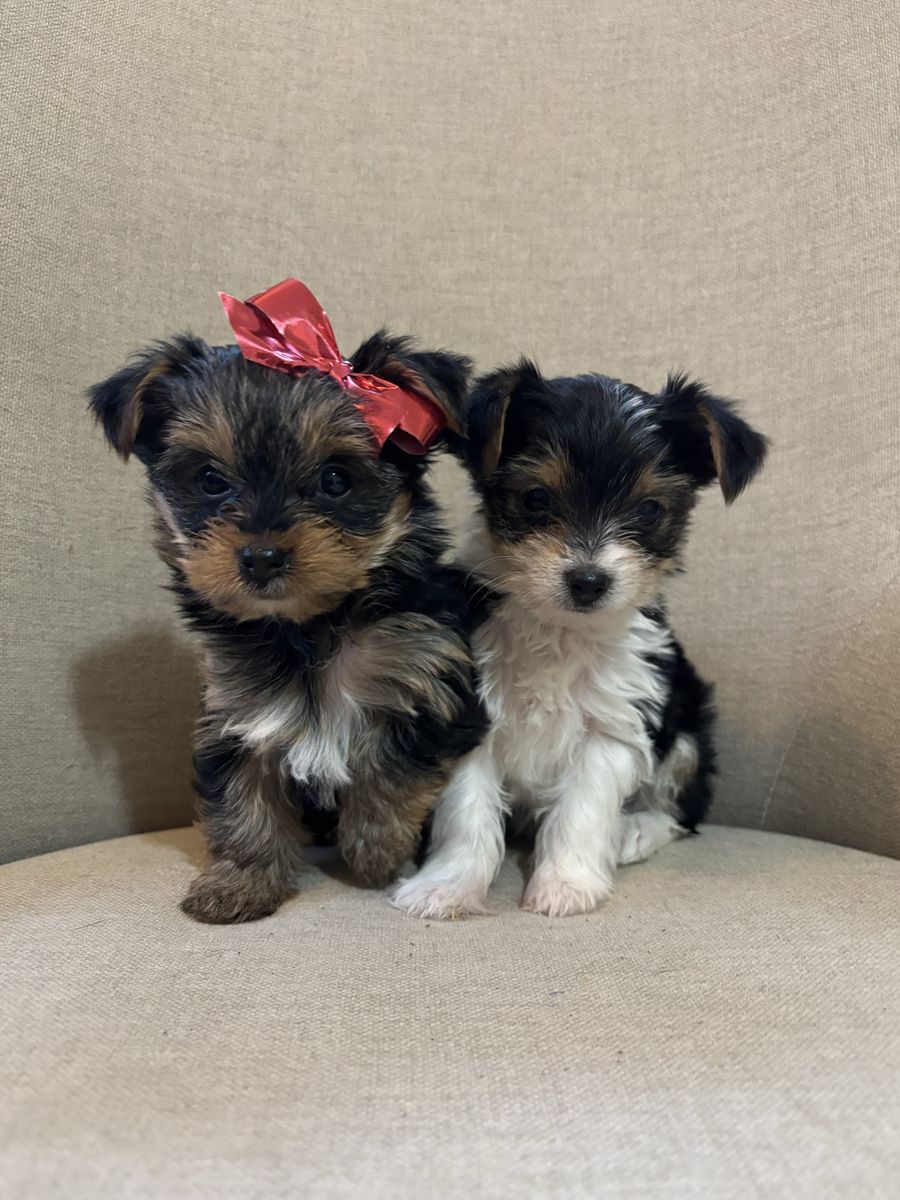 AKC Yorkie, Yorkies