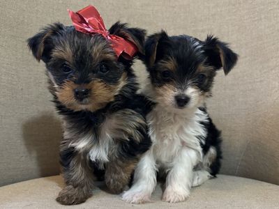 AKC Yorkie, Yorkies