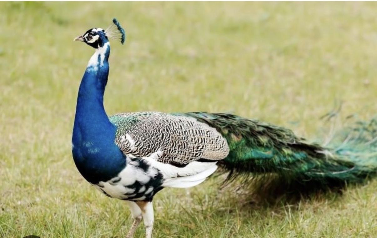 Pied peacock trio