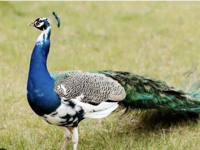 Pied peacock trio