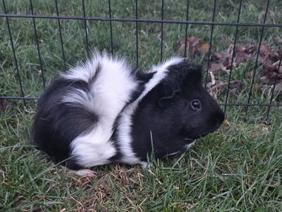 2 Male Guinea Pigs