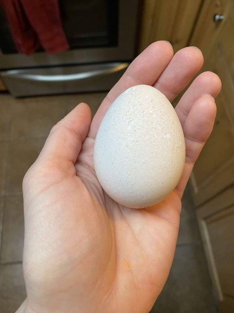 Fertilized Turkey Eggs