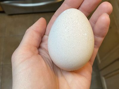 Fertilized Turkey Eggs