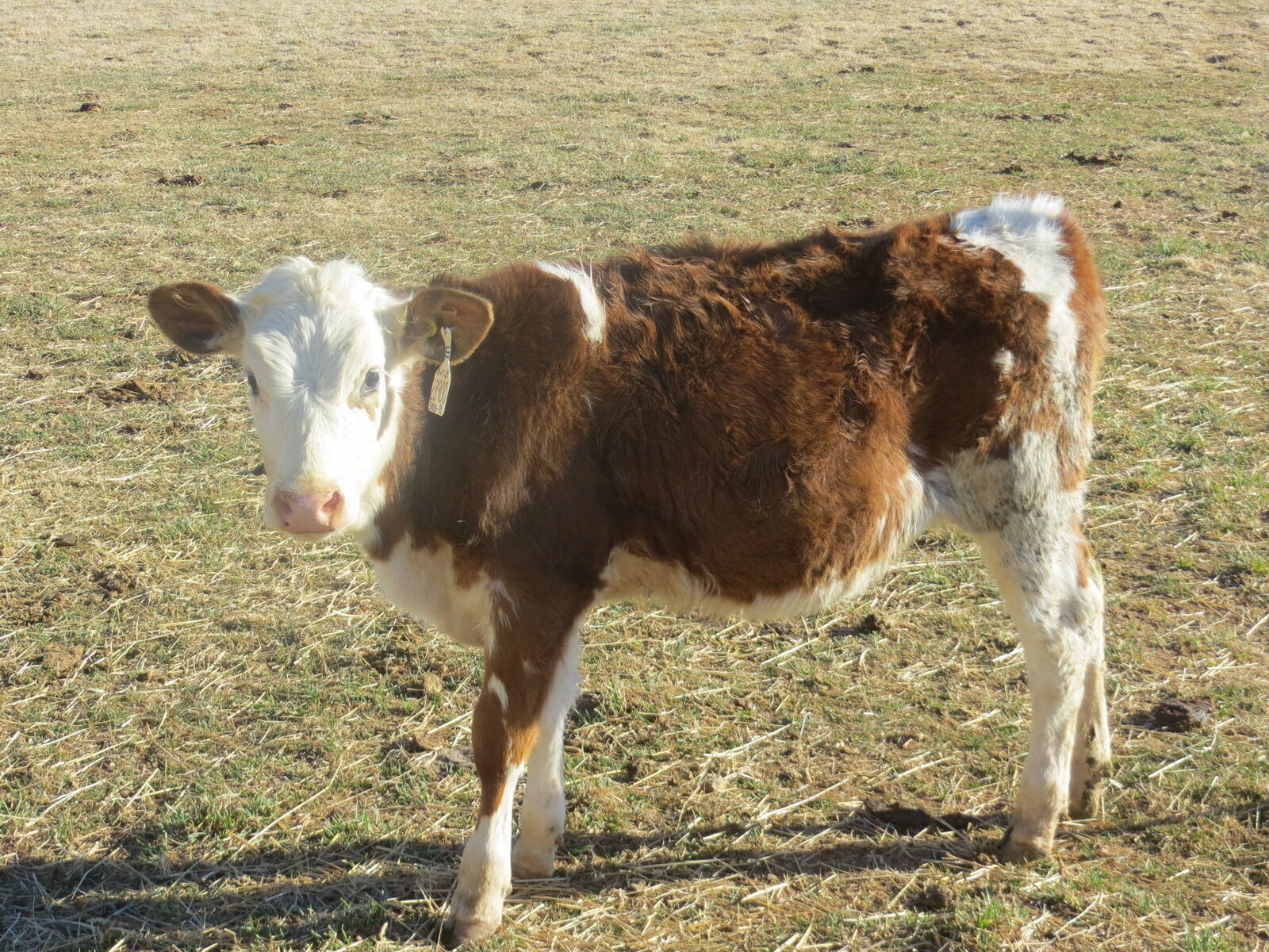 Beef-Dairy Crossbred Heifer