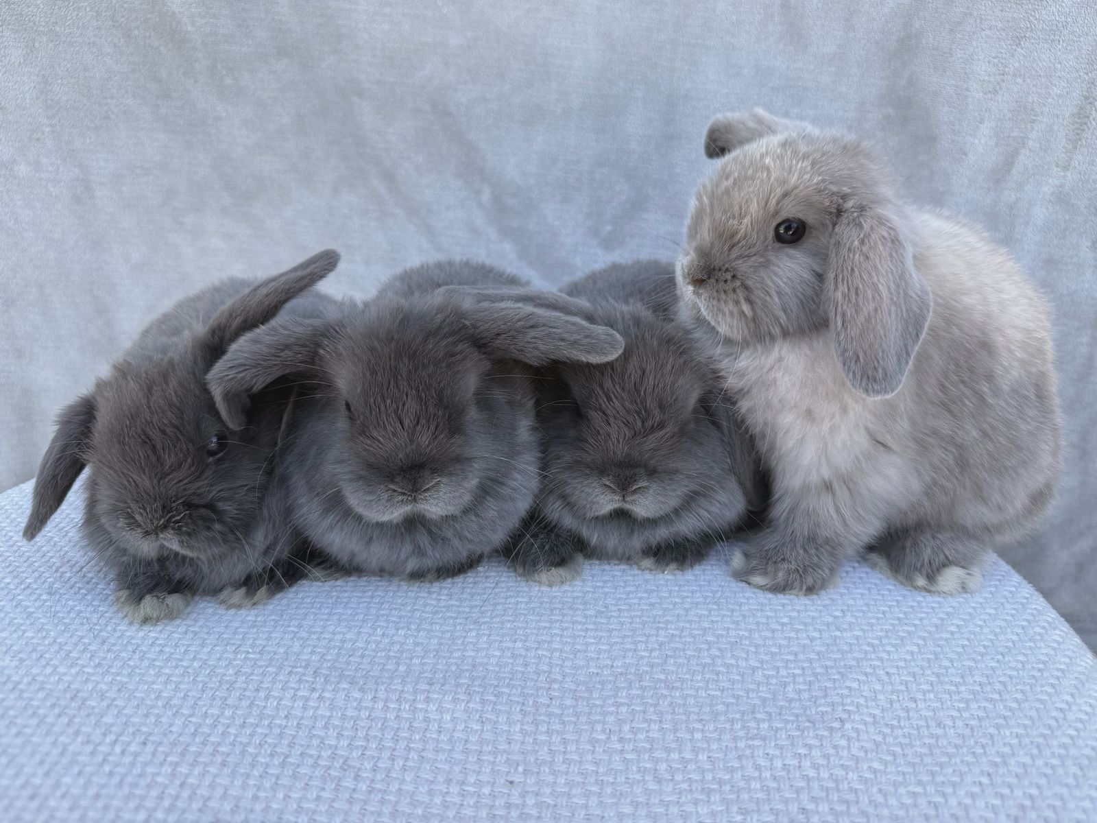 The cutest ever Holland lops!