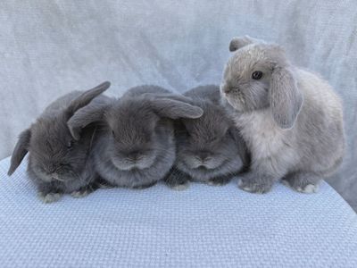 The cutest ever Holland lops!
