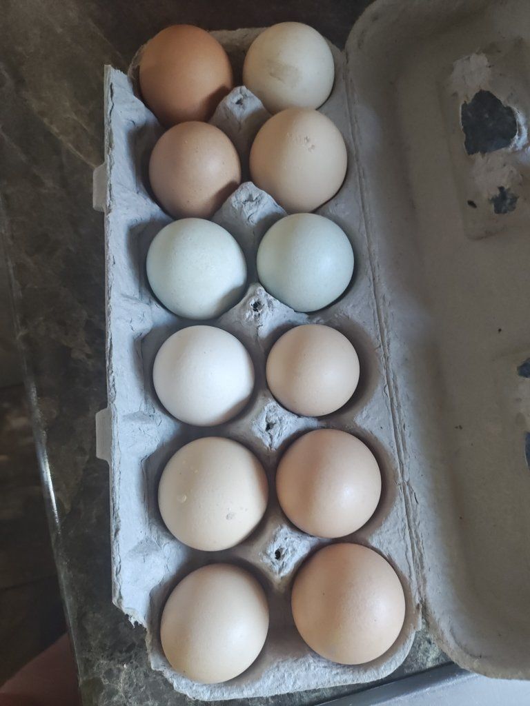 fresh chicken eggs $4 per dozen
