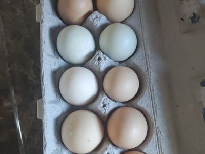 fresh chicken eggs $4 per dozen