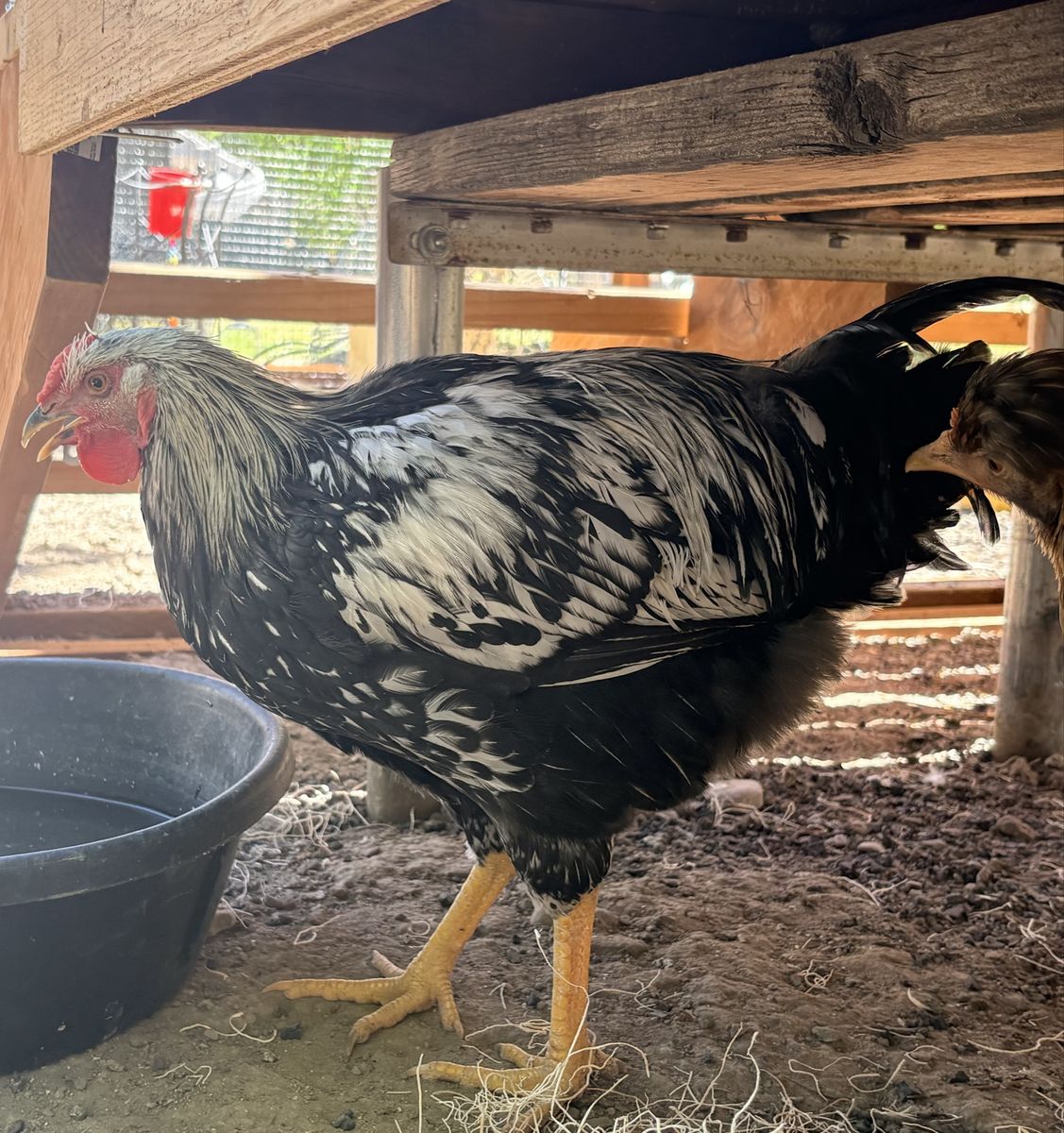Free Rooster 16 weeks old