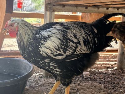 Free Rooster 16 weeks old